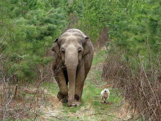 tara-elephant-bella-dog